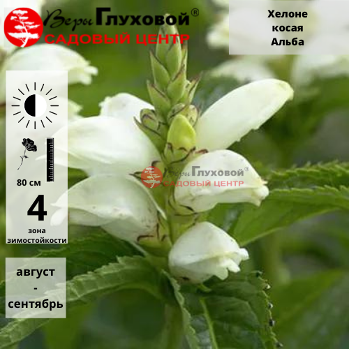 Хелоне косая Альба