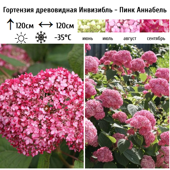 Гортензия древовидная Инвизибль