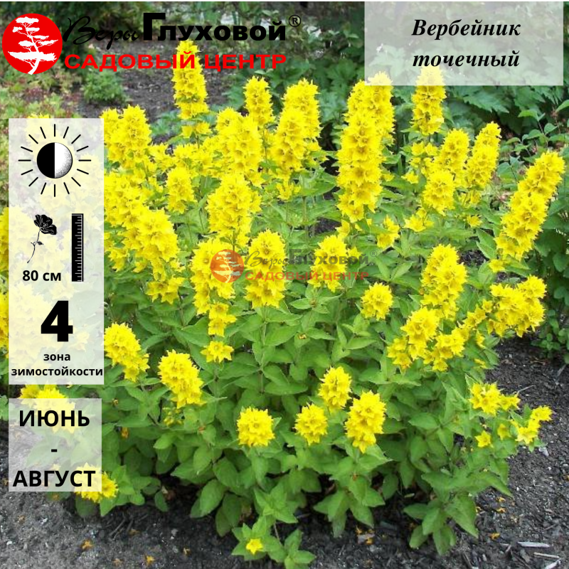 Вербейник точечный