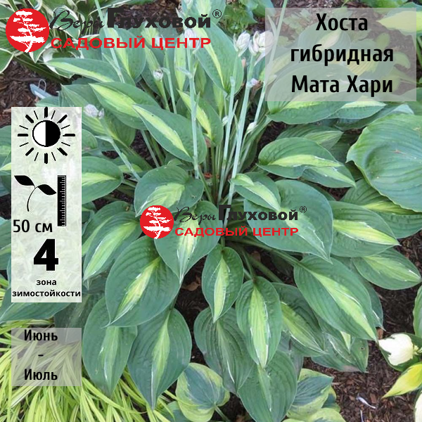 Хоста гибридная Мата Хари