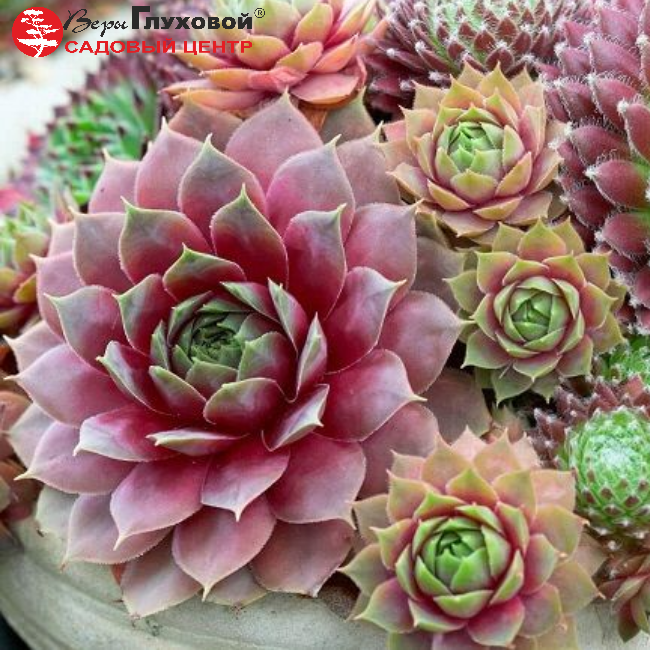 Молодило (Sempervivum) Кассиопея Ред