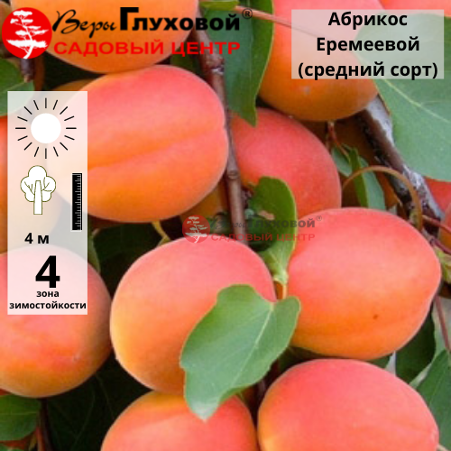 Абрикос Еремеевой