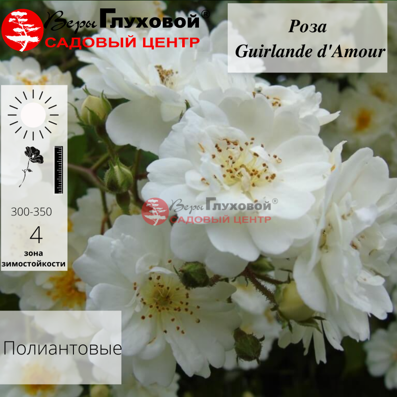 Роза плетистая Guirlande dAmour