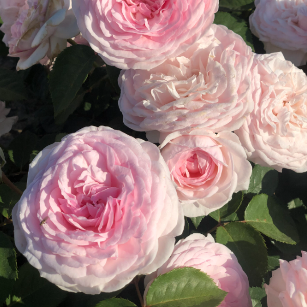 Роза флорибунда D.Austin Olivia Rose