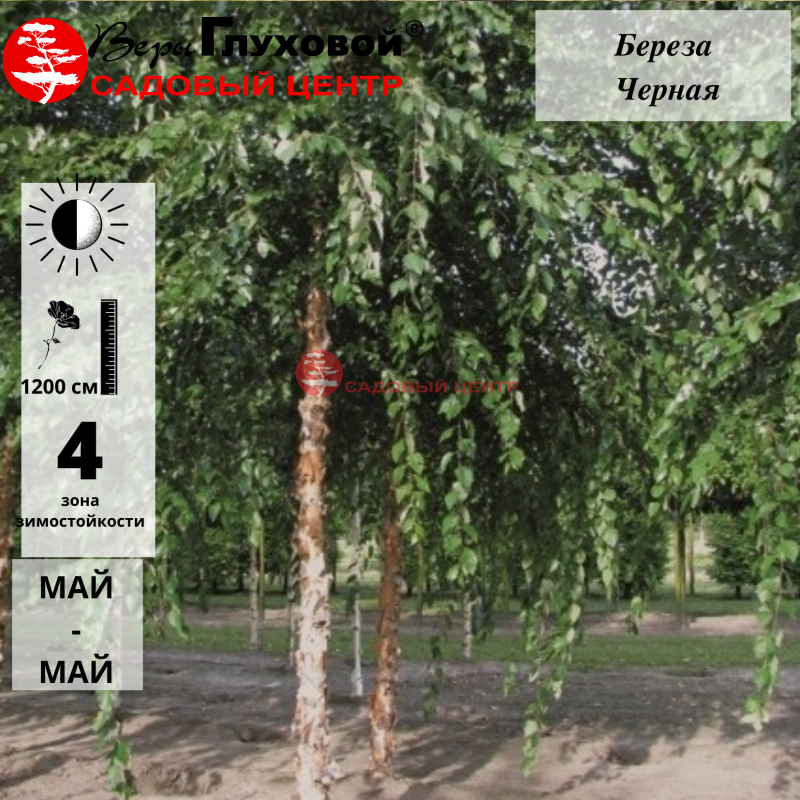 Береза черная