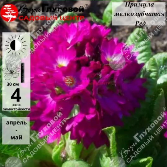 primula.jpg