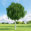 Береза повислая (Betula pendula) Меджикал Глоб Шт-140 С18 ГЕ/25