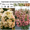 Гортензия метельчатая (Hydrangea paniculata) Пастел Грин  С2 СП/26