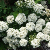 Спирея березолистная (Spiraea betulifolia) Тор  С3 СП/24