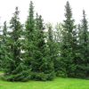 Ель сербская (Picea omorica)   С3 СП/25
